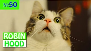 ПРИКОЛЫ 2017 с животными. Смешные Коты, Собаки, Попугаи // Funny Dogs Cats Compilation. Март №50