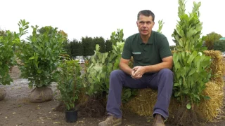 All you need to know about Laurel Hedging Plants - Hopes Grove Nurseries