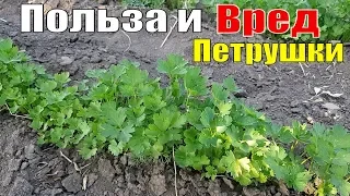 ПОЛЬЗА И ВРЕД ПЕТРУШКИ