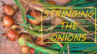 Stringing Onions