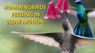 Hummingbirds Feeding on Flowers and Flying in Slow Motion