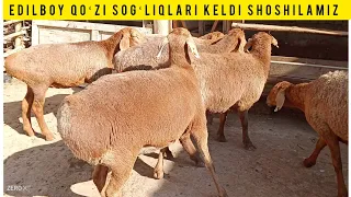 ASL EDILBOY QOʻZI SOGʻLIQ VA QOʻCHQORLAR KELAD SHOSHILAMIZ