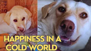 Rescued Feral Dog's Unbreakable Spirit: Mastering Happiness in a Cold World