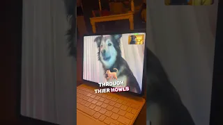These Dogs can Facetime eachother 😳