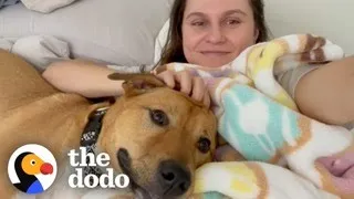 Woman Decides To Foster A Dog For The First Time... | The Dodo
