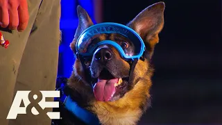 Rony the Goggle-Wearing K9 WINS Competition | America's Top Dog (Season 1) | A&E