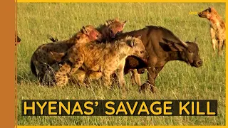 Hyenas Savagely Kill Buffalo Calf; Lions Attack || Masai Mara || Wild Extracts