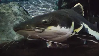 Loro Parque Tenerife aquarium 2023