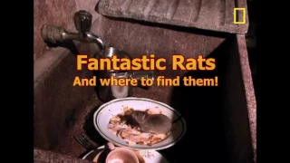 L2 Dawn - "Fantastic Rats. And Where to Find them!"