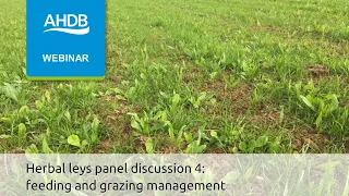 Herbal leys panel discussion 4: feeding and grazing management