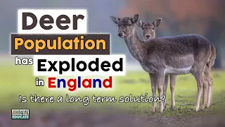 Deer Population has Exploded in England - Is there a long term solution?