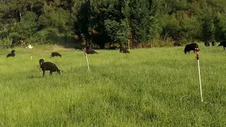 🇹🇷ZWARTBLES KOYUNU NEDİR..(satis ile alakali bilgilendirdim)