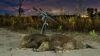 2 Feral Hogs Taken with Chris Melvin of Pin Oak Taxidermy