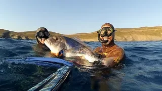 SPEARFISHING GROUPER 14kg AND DENTEX 6kg