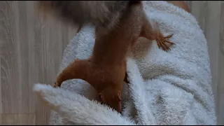 Белка упорно все шишки тащит мне в халат!!! 🤣🤣🤣 Squirrel and cedar cones