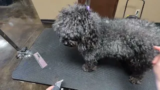 SEVERELY Matted Poodle Makeover