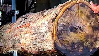 sawing the largest and most expensive rosewood in the world