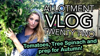 ALLOTMENT VLOG TWENTY TWO - Tomato Seed Saving, Tree Spinach and Transplanting Chard!