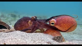 Robotic Spy Octopus Lends a Helping Tentacle