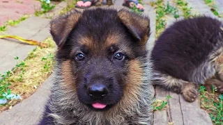 ОЧЕНЬ СМЕШНОЙ ЩЕНОК немецкой овчарки. Super funny puppy! Одесса.