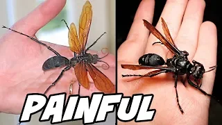Top 5 Most Painful Insect Bites/Stings in the World
