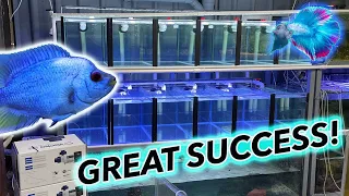 FISH ROOM BUILD * New Breeding setup! *