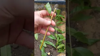 Rooting Fruit Tree Cuttings