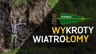 Wykroty, korzenie i inne "wały" - o Lesie #31