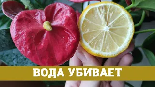 Вода которая убьёт мужское счастье ( антуриум)