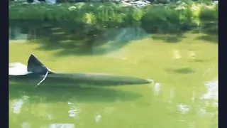 Great White shark in Massachusetts lake salt pond