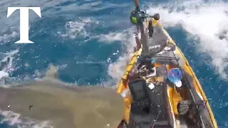 Tiger shark attacks kayaker off Hawaii coast