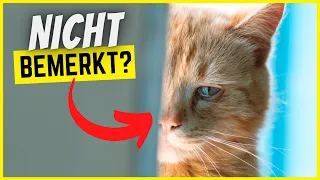 6 Dinge, die deine Katze tut, wenn sie sich ungeliebt fühlt