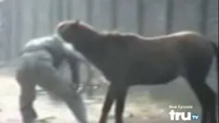 ANIMAL ATTACK - Horse Attacks Guy in Retaliation (MOST DARING)