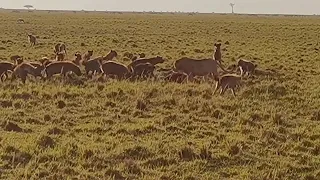 Young male lion takes on a massive hyena clan