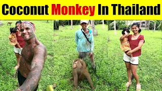 Video #3681 - Amazing Trained Monkey Picking Coconuts In Koh Samui, Thailand