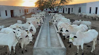 Woorld Biggest Fateh Jangi/ Dhani Bulls Breeding Setup of Farrukh Cattle Farm #cow #cattle #bull