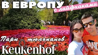 Едем в Кёкенхоф. Королевский парк тюльпанов. Нидерланды #4