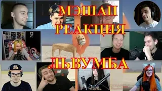 ЛЬВУМБА | ДОФ | МЭШАП РЕАКЦИЯ