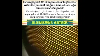 Karasineğin gözü 4.000 küçük gözden oluşur. Allah mükemmel yaratandır