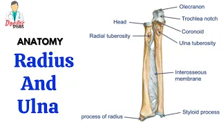 Anatomy | Bones of the Forearm - Radius and Ulna