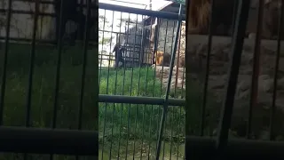 LEÓN MUERDE LA MANO DE VISITANTE DE ZOOLÓGICO