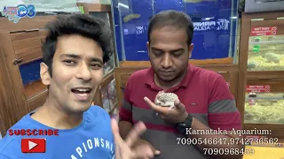 Hedgehog | Hamsters | Rodents | Karnataka Aquarium pets collection | Albino Hedgehog