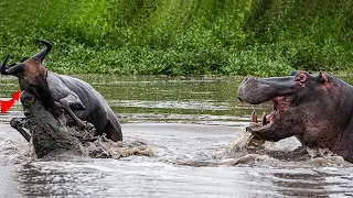 Amazing Hippo Come To Rescue Wildebeest From Crocodile Attack