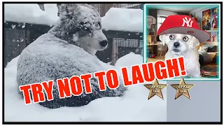 5* Try Not To Laugh - Dogs Seeing Snow For The First Time! Reaction by @ChopsicleTheDog