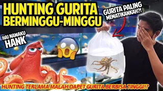 HUNTING HANK SI GURITA MALAH DAPET GURITA MEMATIKAN DIDUNIA!? PENANTIAN BERMINGGU-MINGGU MALAH GINI!