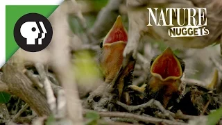 Feeding Baby Birds | NATURE Nuggets