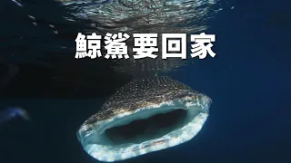 【動物展演】鯨鯊要回家｜圈養八年後能重返大海嗎？ (我們的島 第716集 2013-07-22)