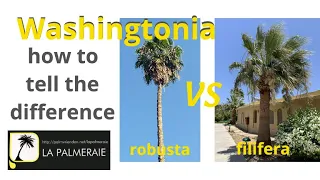 Washingtonia robusta vs filifera : how to see the difference (easy!)