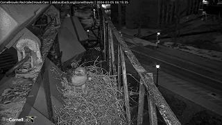 Early Morning Nest Work For the Cornell Red-tailed Hawks | March 5, 2024