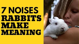 7 Noises Rabbits Make and What They Mean